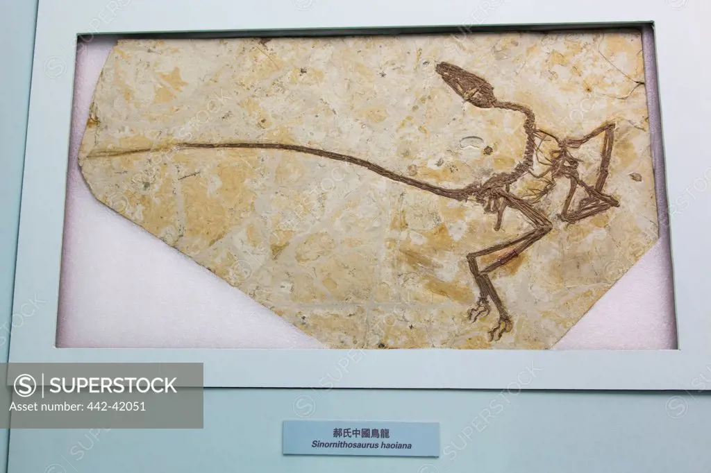 China, Fossil of Skeleton of Sinonithosaurus Haoiana