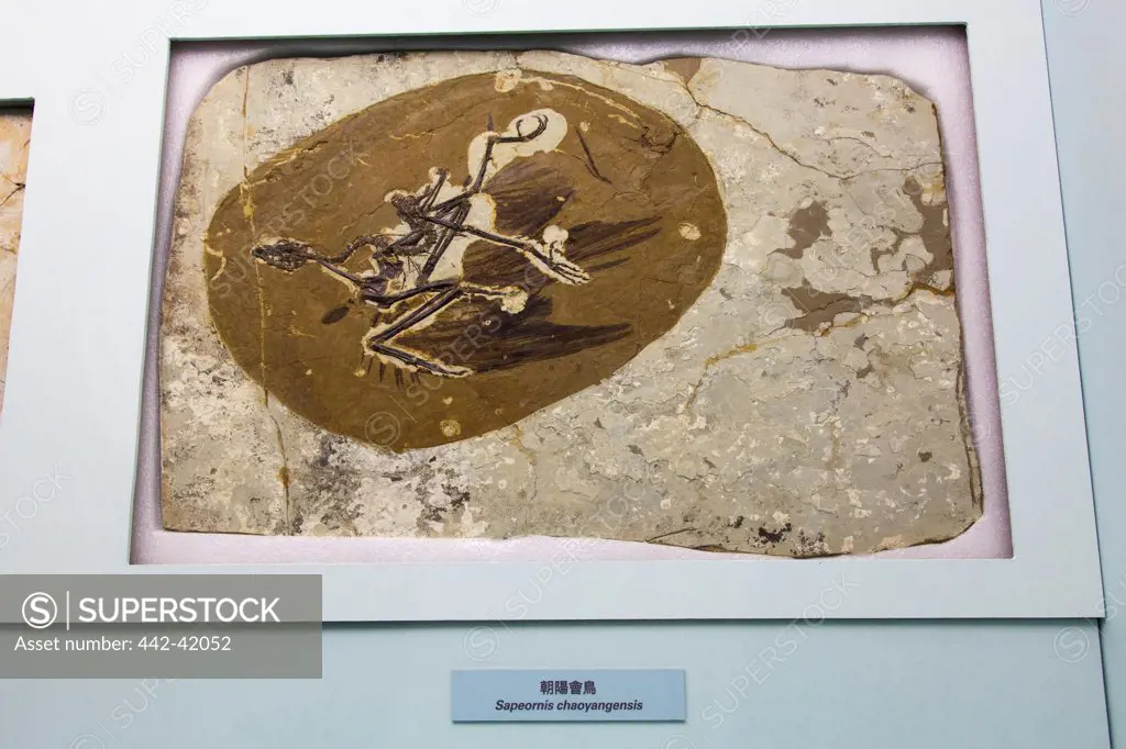 China, Fossil of Skeleton of Sapeornis Chaoyangenis