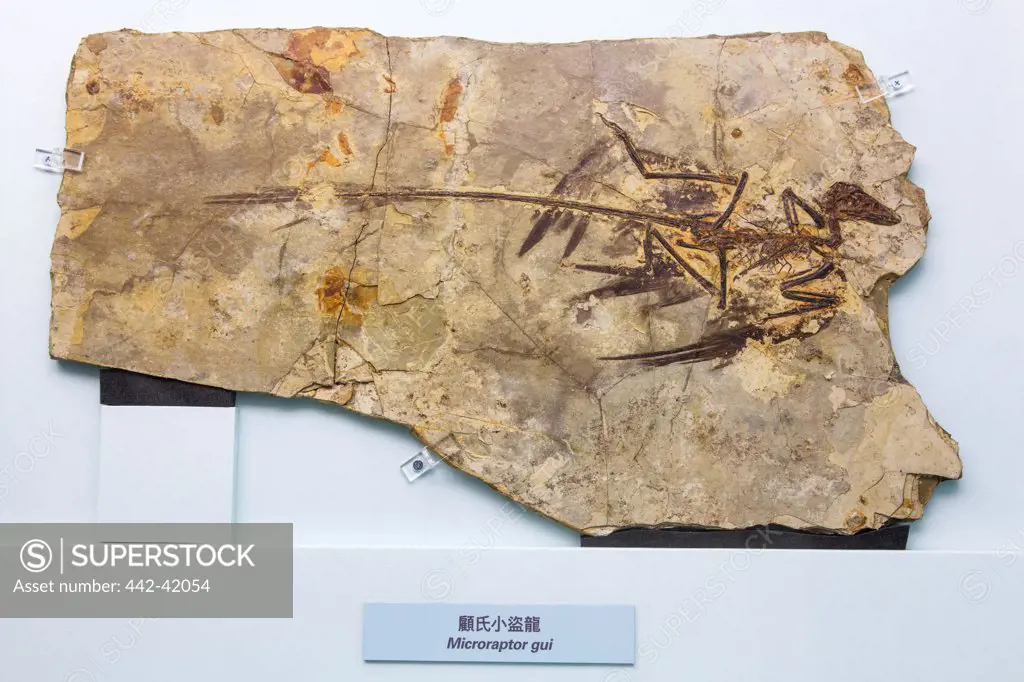 China, Fossil of Skeleton of Microraptor Gui