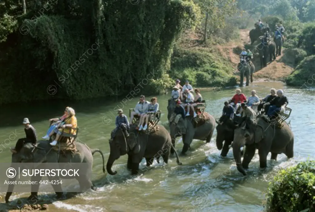 Tourists riding elephants in the forest, Chiang Mai Province, Thailand