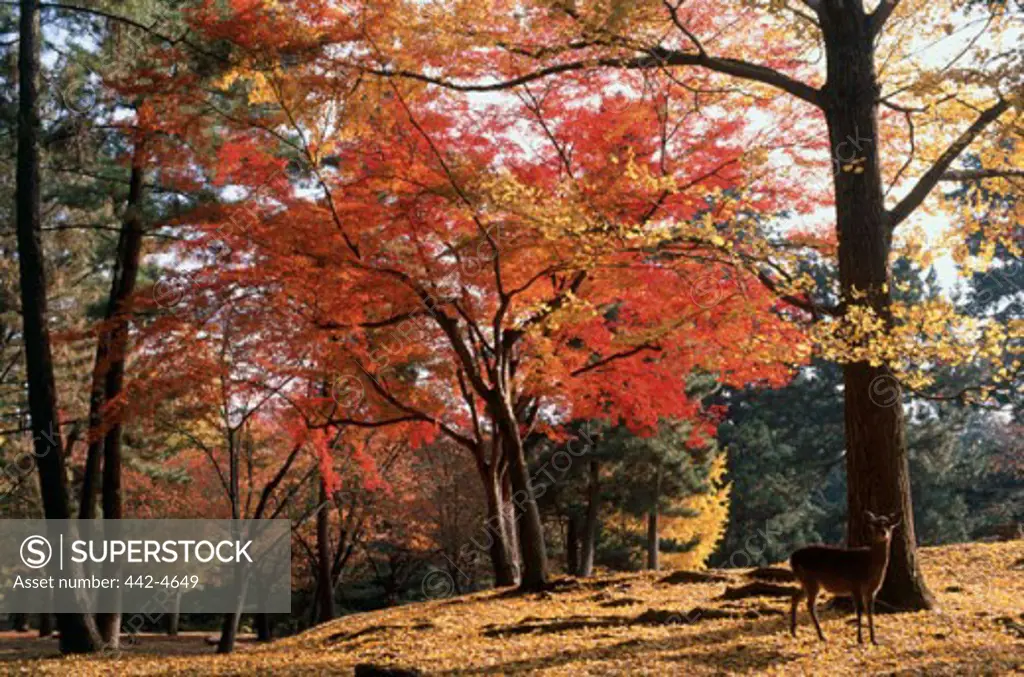 Deer in a forest of maple trees, Nara, Japan