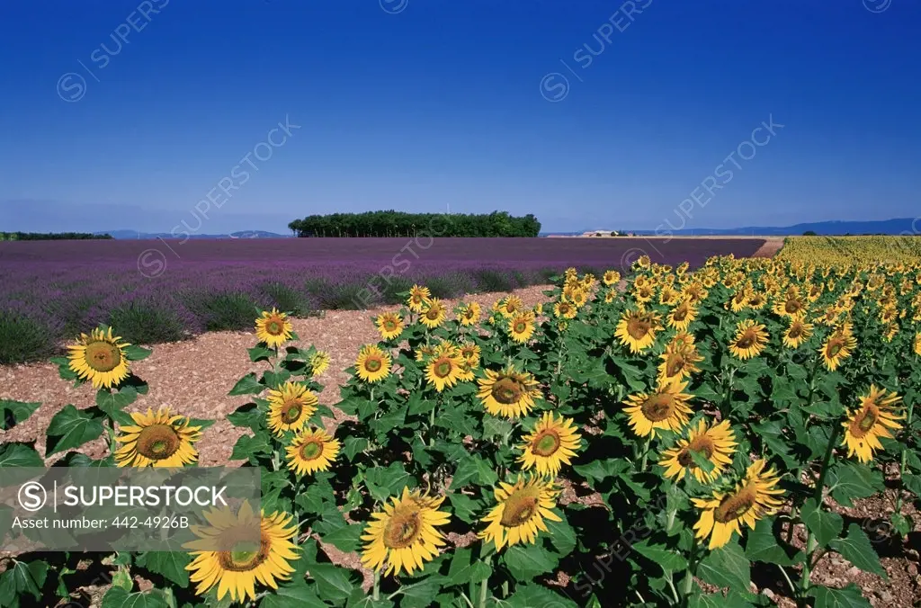 Sunflowers in a field, Valensole, France