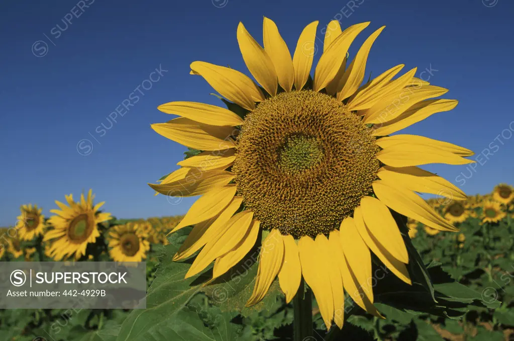 Sunflowers in a field, Valensole, France