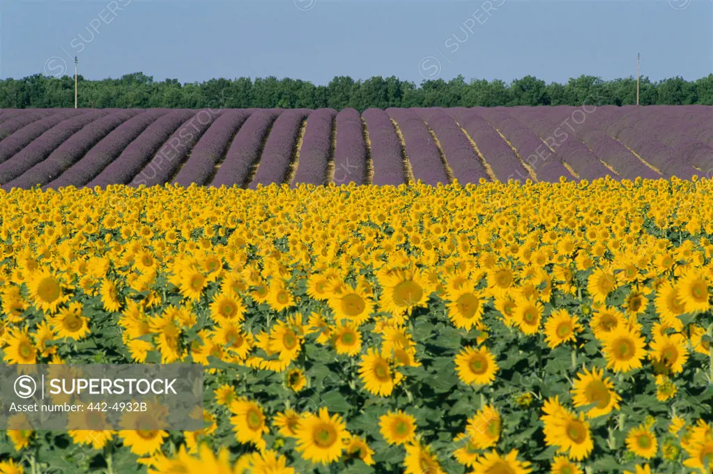 Field of sunflowers and lavender, Valensole, France