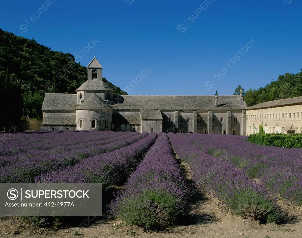 Field of Lavender, Abbey of Senanque, Gordes, France