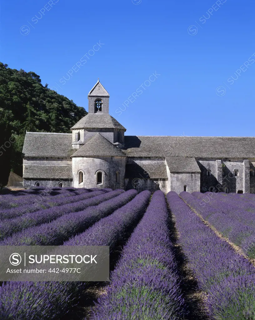 Field of lavender in front of a monastery, Abbaye de Senanque, Gordes, France