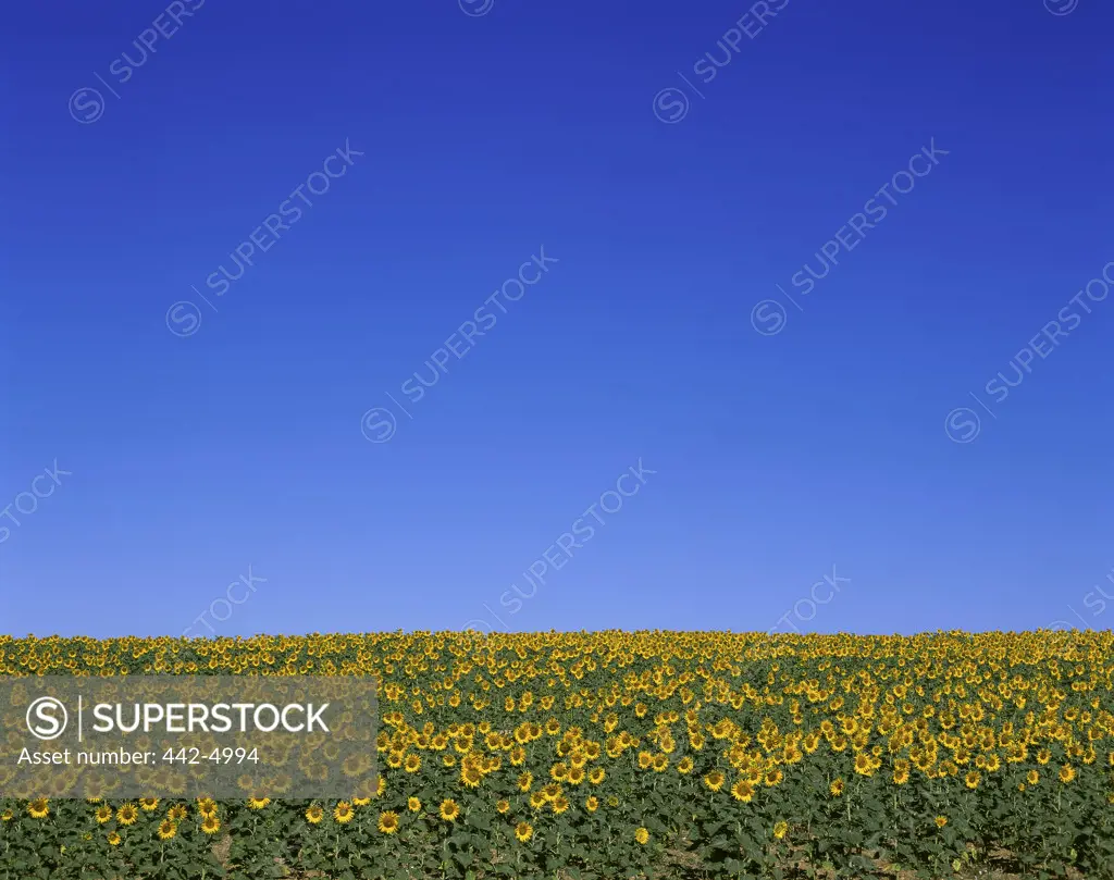 High angle view of sunflowers in a field, Valensole, France