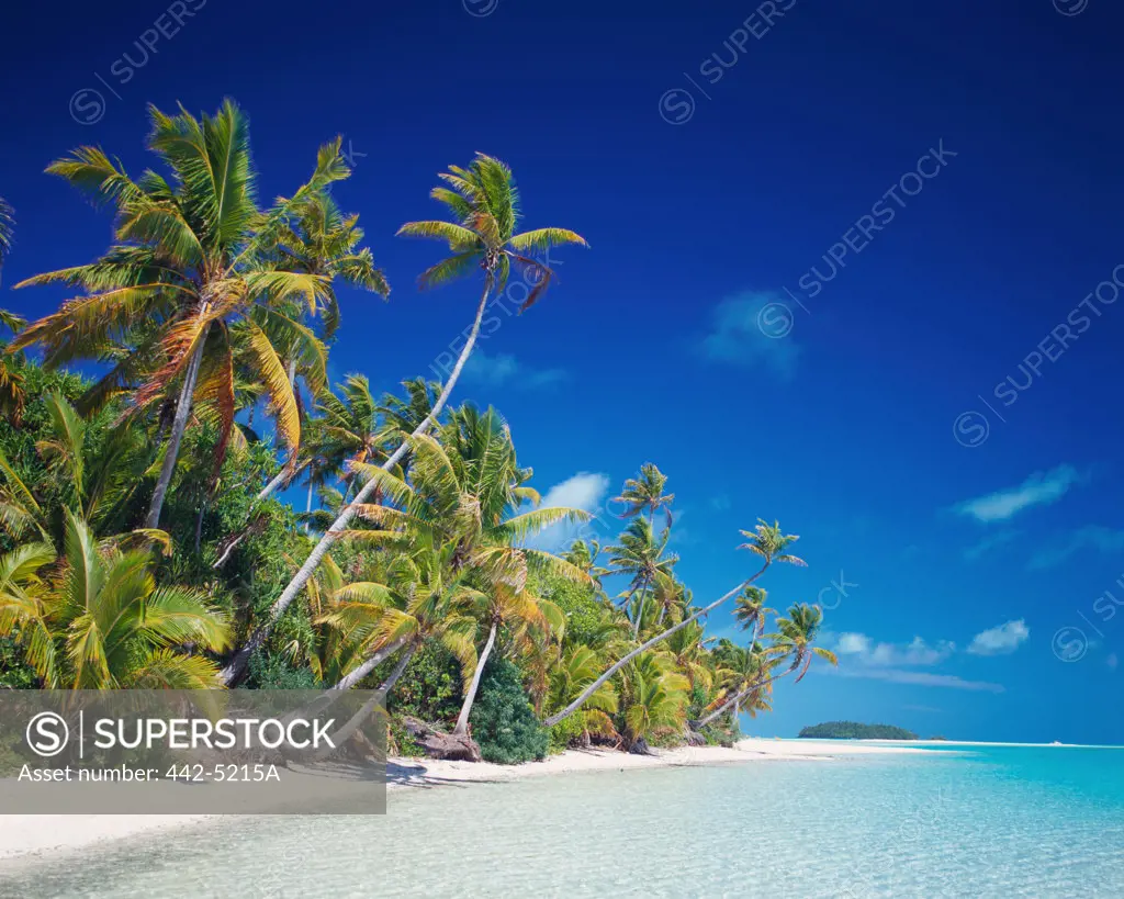Palm trees on the beach, Aitutaki, Cook Islands