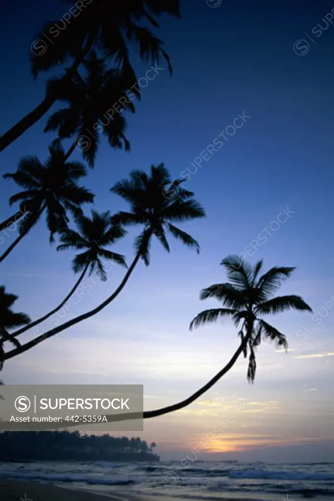 Silhouette of palm trees hanging over the sea, Unawatuna Beach, Sri Lanka