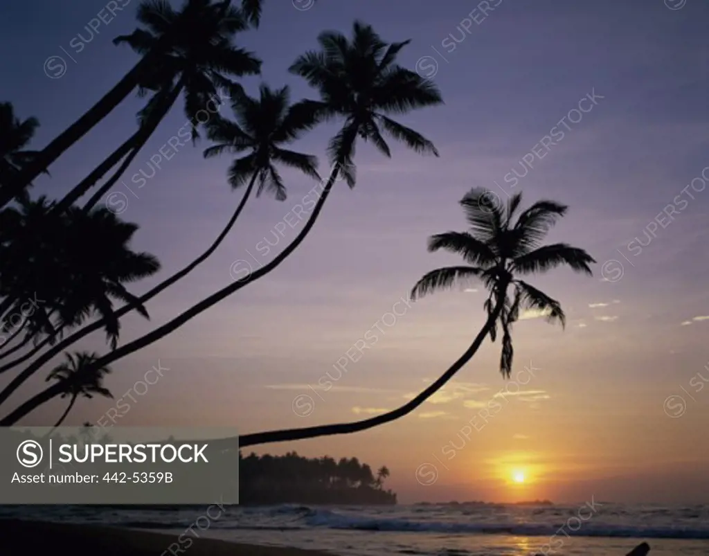 Silhouette of palm trees hanging over the sea, Unawatuna Beach, Sri Lanka