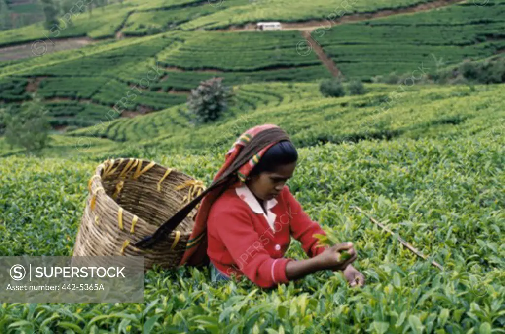 High angle view of a mid adult woman harvesting tea, Nuwara Eliya, Sri Lanka