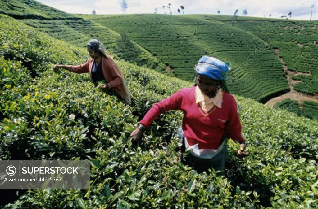 High angle view of two mid adult women harvesting tea, Nuwara Eliya, Sri Lanka