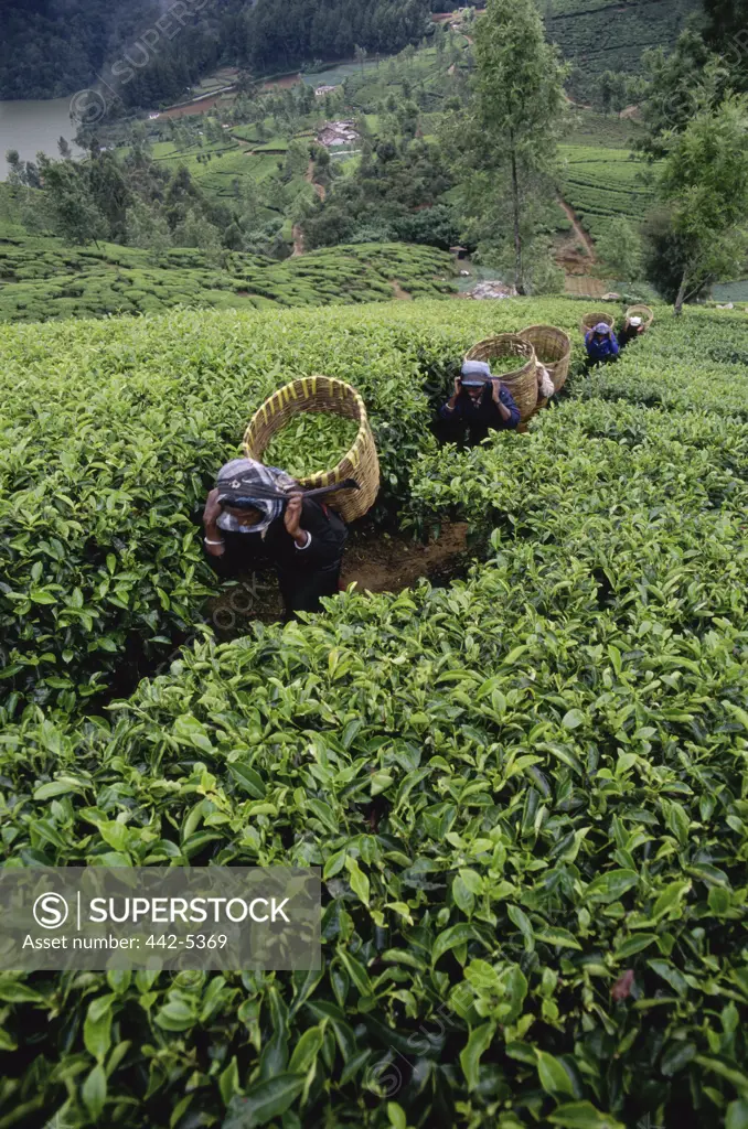 High angle view of women harvesting tea, Nuwara Eliya, Sri Lanka