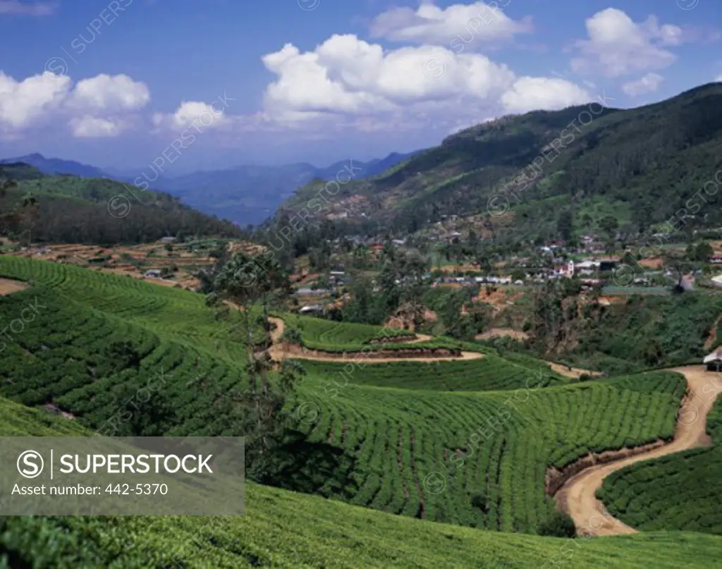 High angle view of a tea field, Nuwara Eliya, Sri Lanka