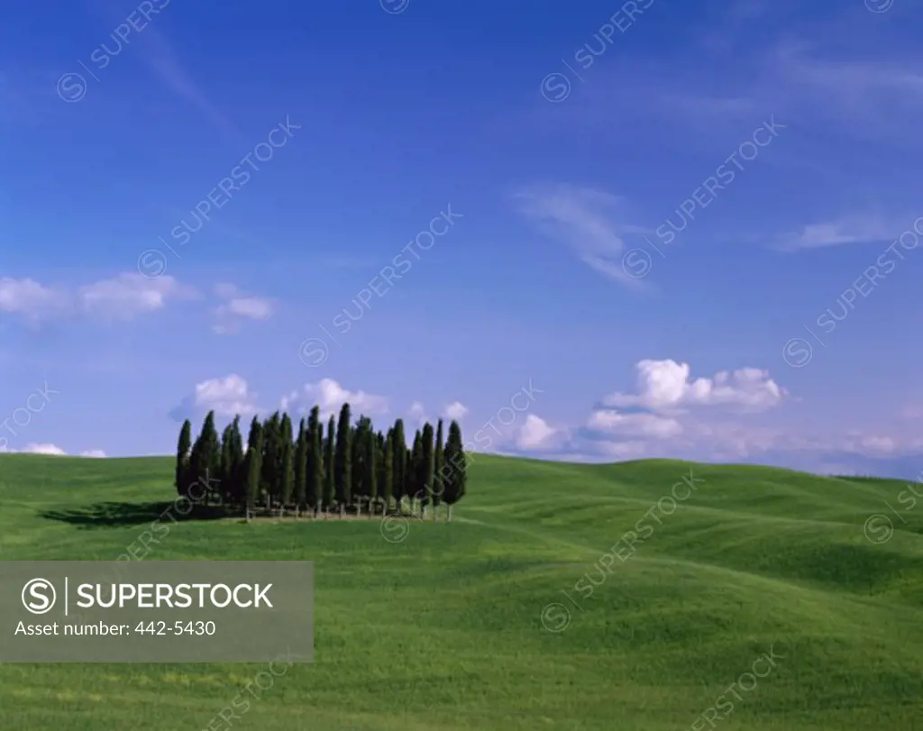 Cluster of Cypress Trees on a grassy hill, Tuscany, Italy