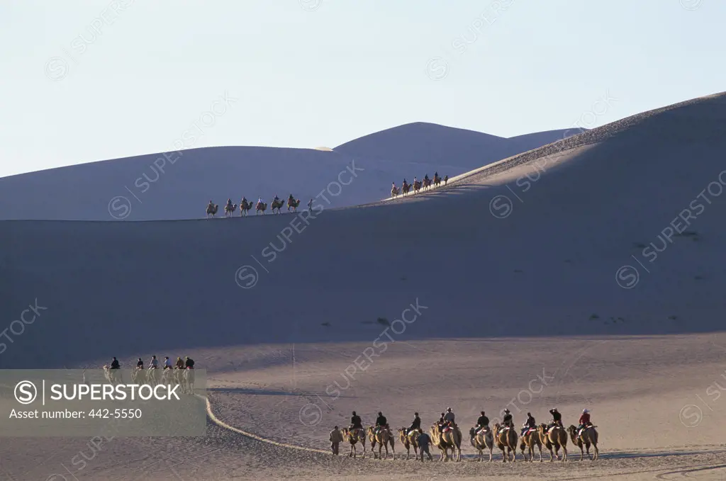 Camel train in a desert, Mount Mingsha, Dunhuang, China