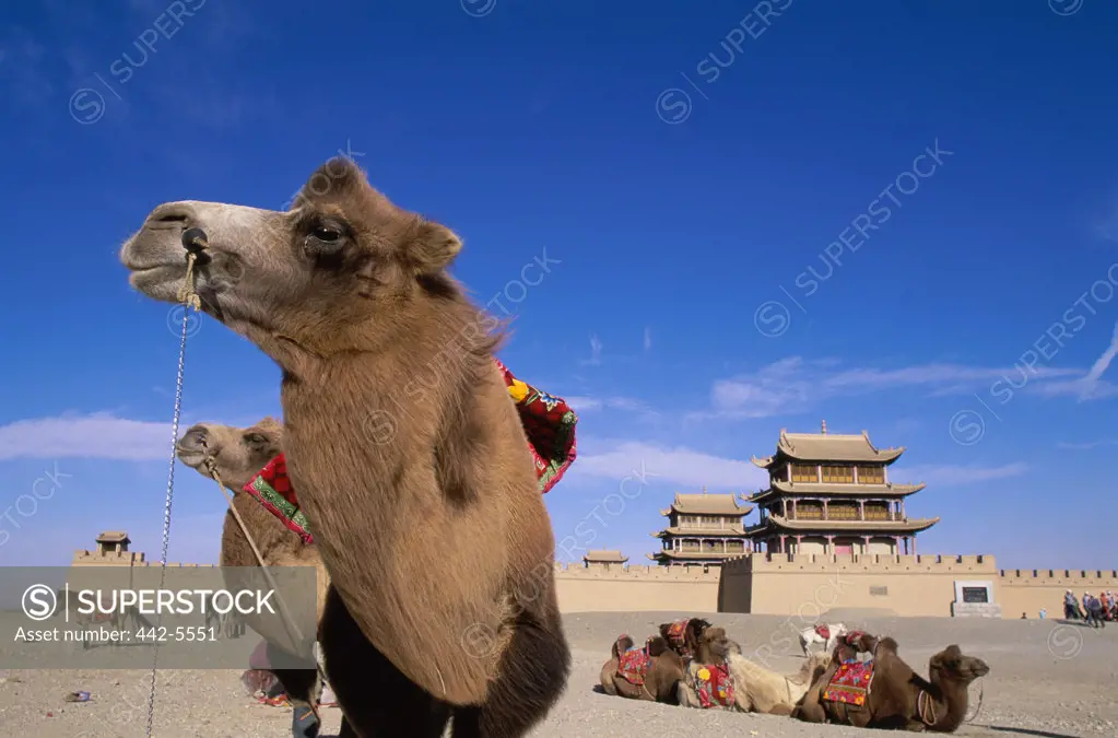 Camels in a desert, Jiayuguan Fort, Jiayuguan, China