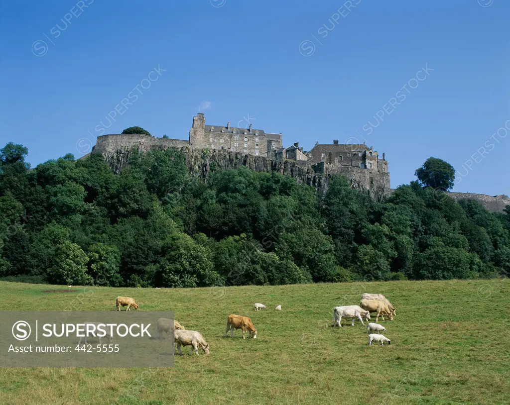 Cattle grazing in a field, Stirling Castle, Stirling, Scotland