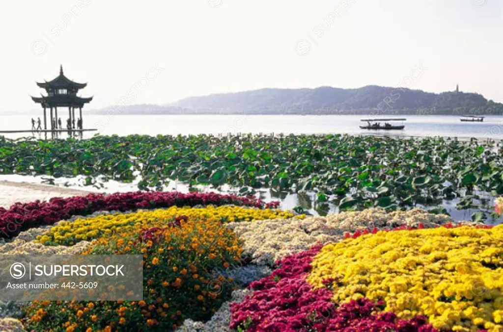West Lake covered with flowers, Hangzhou, China