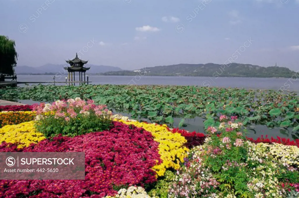 West Lake covered with flowers, Hangzhou, China
