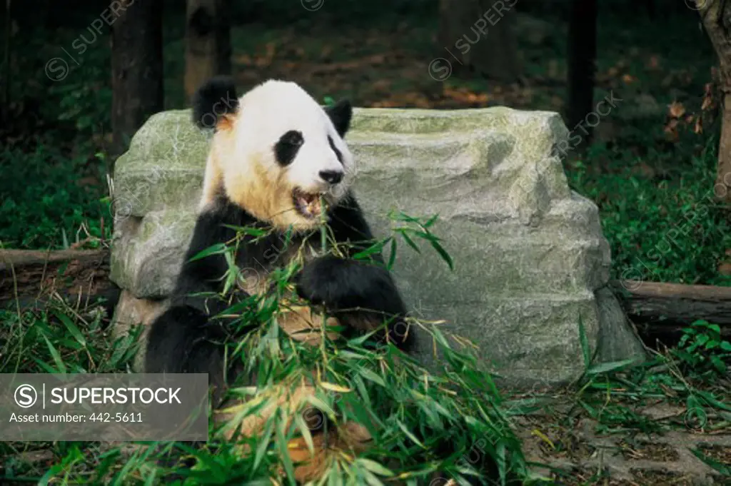 Giant Panda feeding on leaves (Ailuropoda melanoleuca)