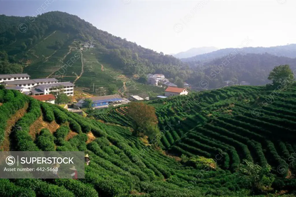 High angle view of tea plantations, Hangzhou, China