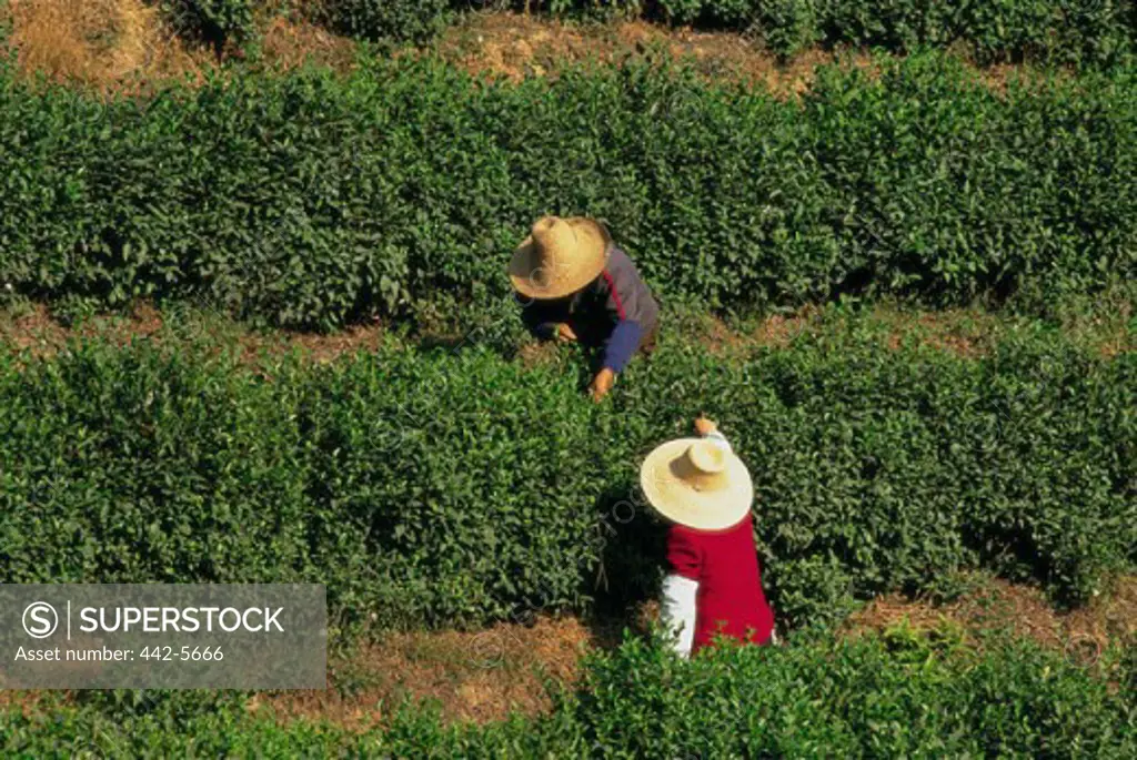 People working on a tea plantation, Hangzhou, China