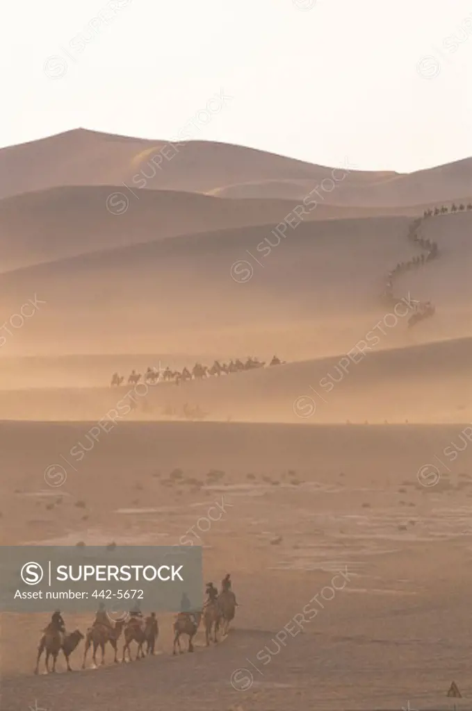 Camel train in the desert, Mount Mingshan, Dunhuang, China