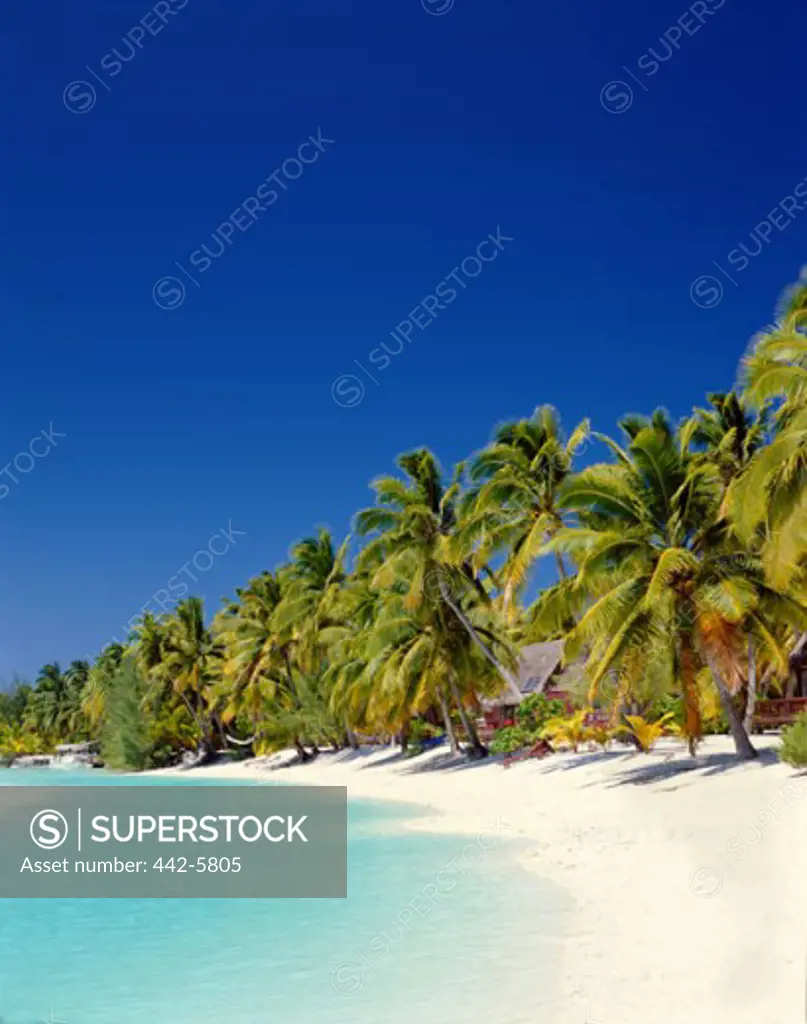 Palm trees on a beach, Aitutaki Island, Cook Islands, Polynesia