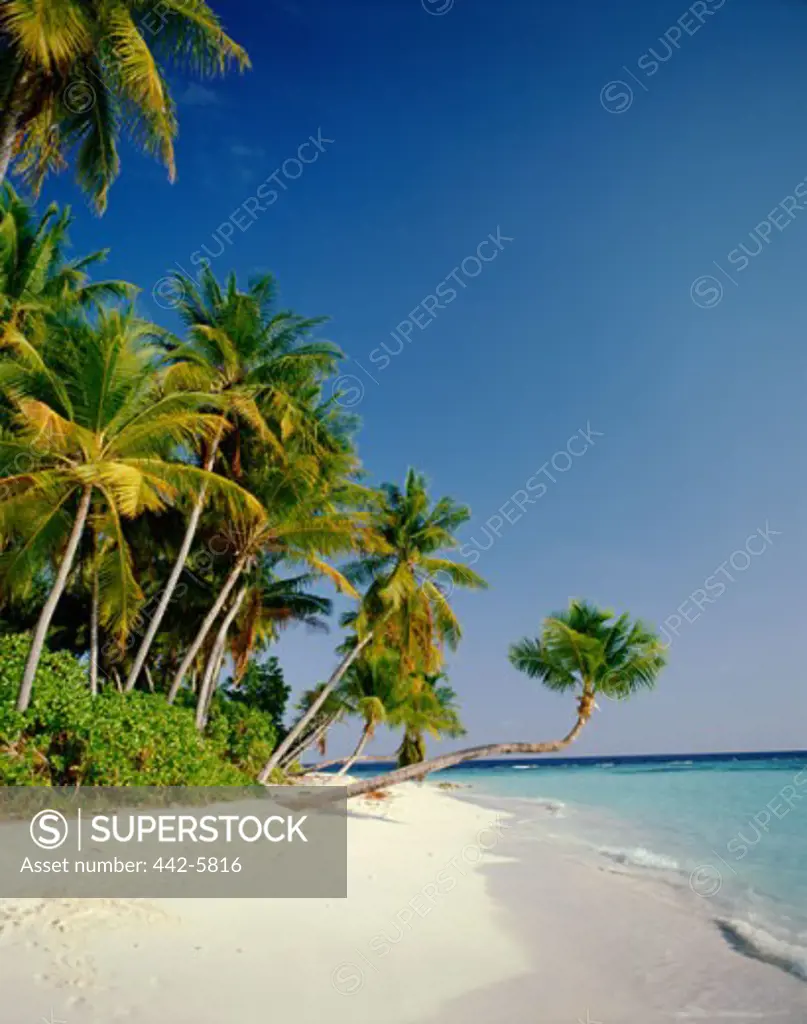 Palm trees on a beach, Maldives