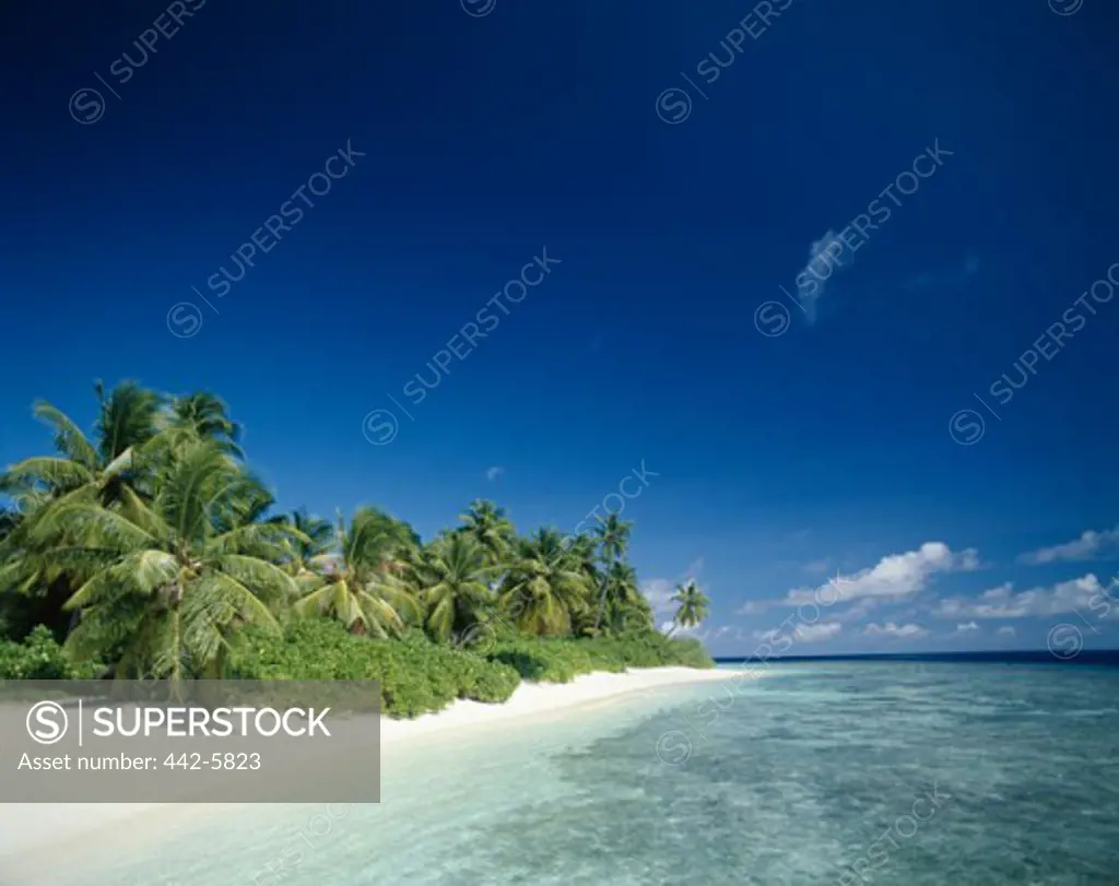 Palm trees on a beach, Maldives