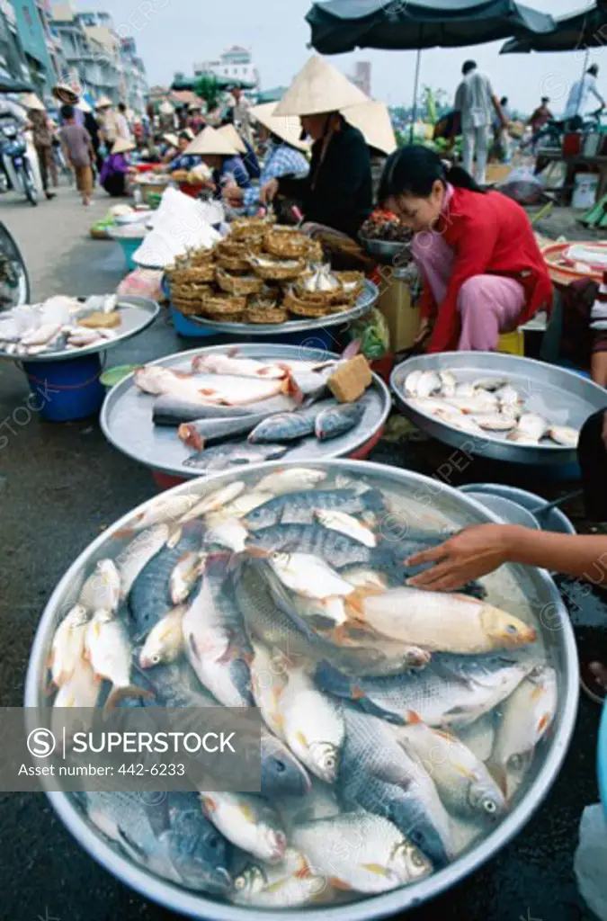 Fish in a tub in a street market, Can Tho, Vietnam