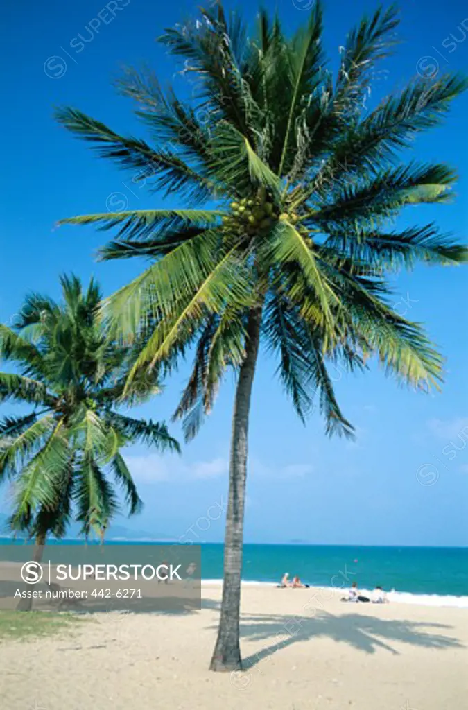 Palm trees on a beach, Nha Trang Beach, Nha Trang, Vietnam