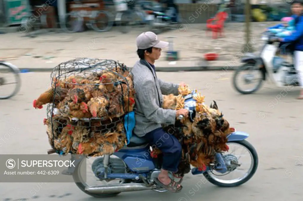 High angle view of a young man riding a motorcycle with chickens, Hue, Vietnam