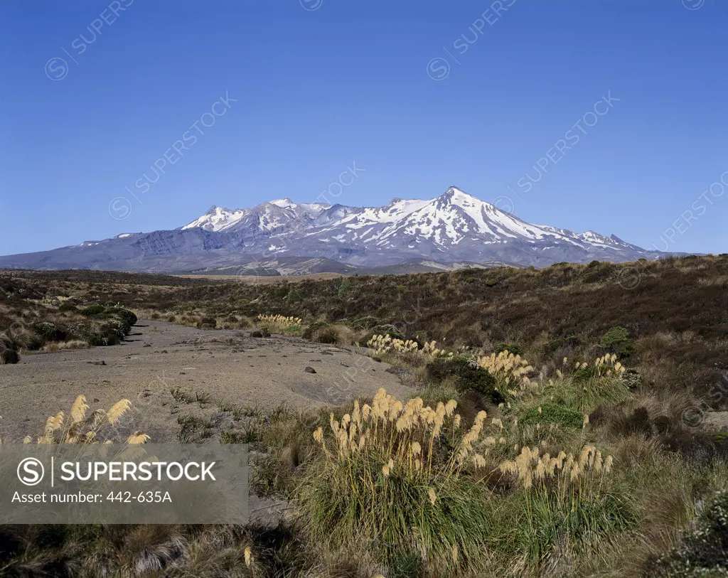 Snowcapped mountain in a landscape, Mount Ruapehu, North Island, New Zealand