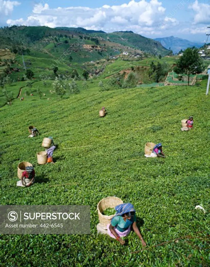 Group of women picking tea leaves in a field, Nuwara Eliya, Sri Lanka