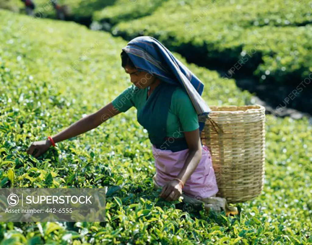 Mid adult woman picking tea leaves in a field, Nuwara Eliya, Sri Lanka