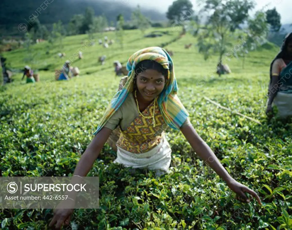 Portrait of a mid adult woman picking tea leaves in a field, Nuwara Eliya, Sri Lanka
