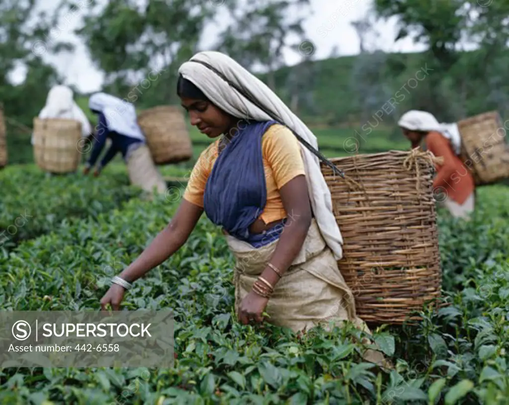 Group of women picking tea leaves in a field, Nuwara Eliya, Sri Lanka
