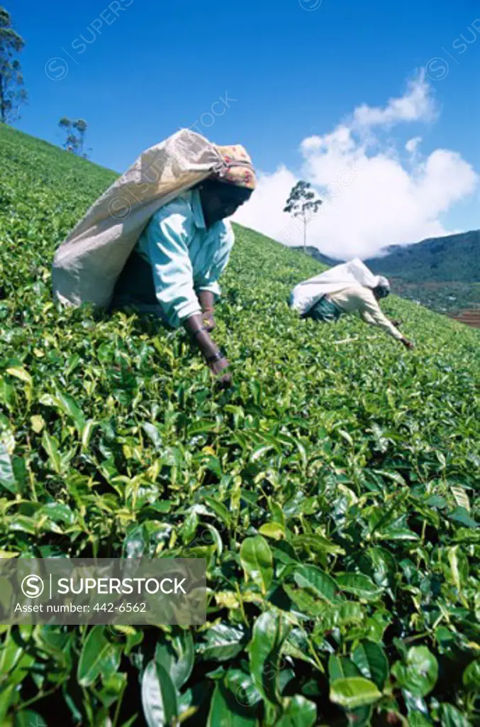 Two women picking tea leaves in a field, Nuwara Eliya, Sri Lanka