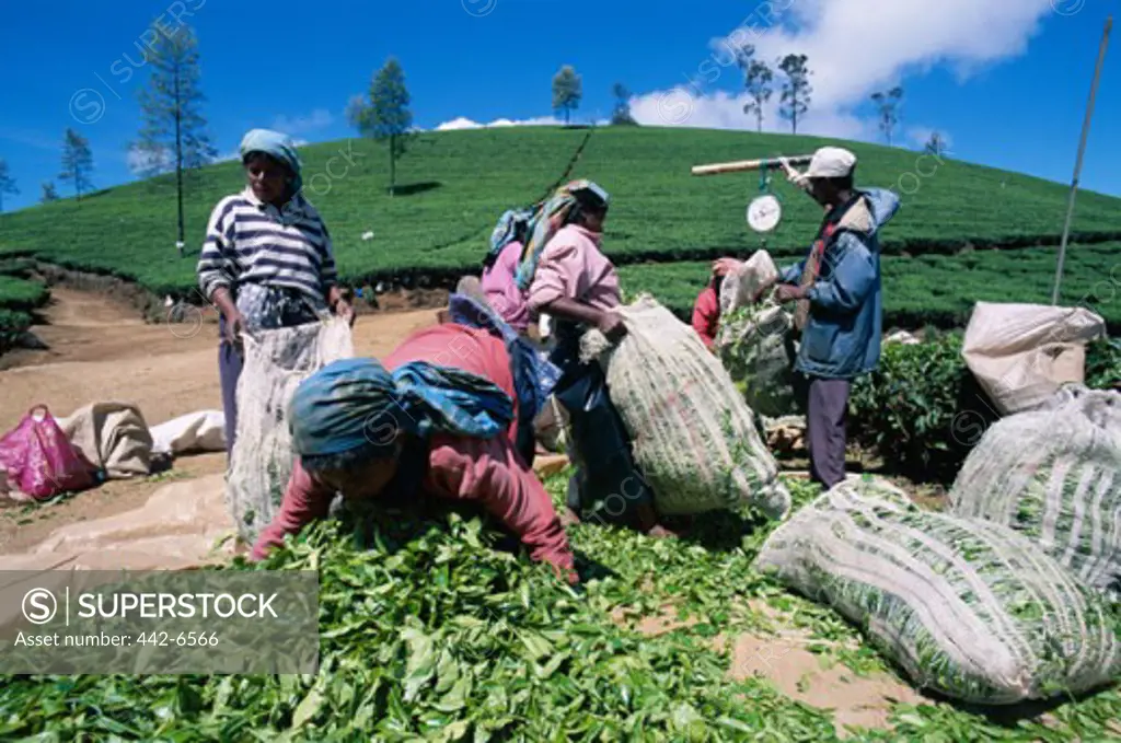 Group of people weighing tea leaves in a field, Nuwara Eliya, Sri Lanka