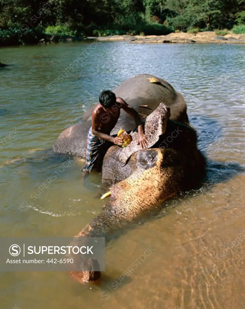 Elephant bathing in a river, Pinnawala Elephant Orphanage, Kandy, Sri Lanka