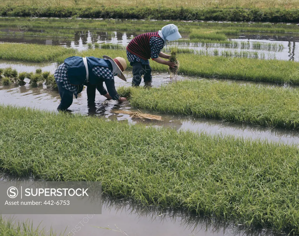 Farmers planting rice in a field, Yamanashi, Honshu, Japan