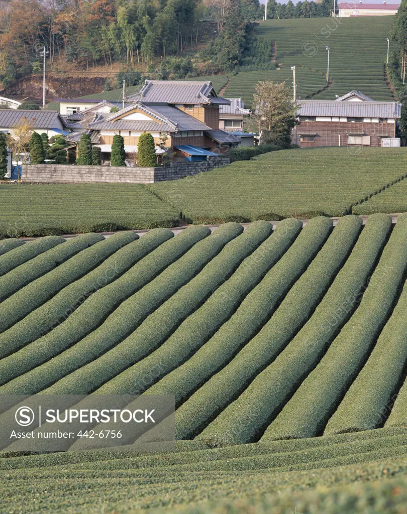 High angle view of tea fields, Fuji, Honshu, Japan