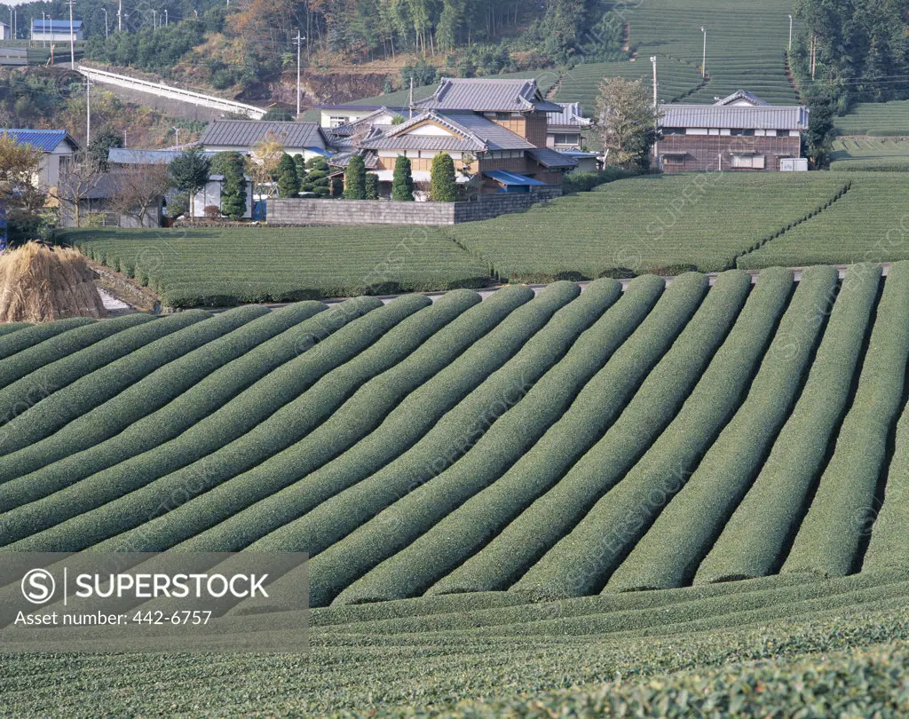 High angle view of tea fields, Fuji, Honshu, Japan