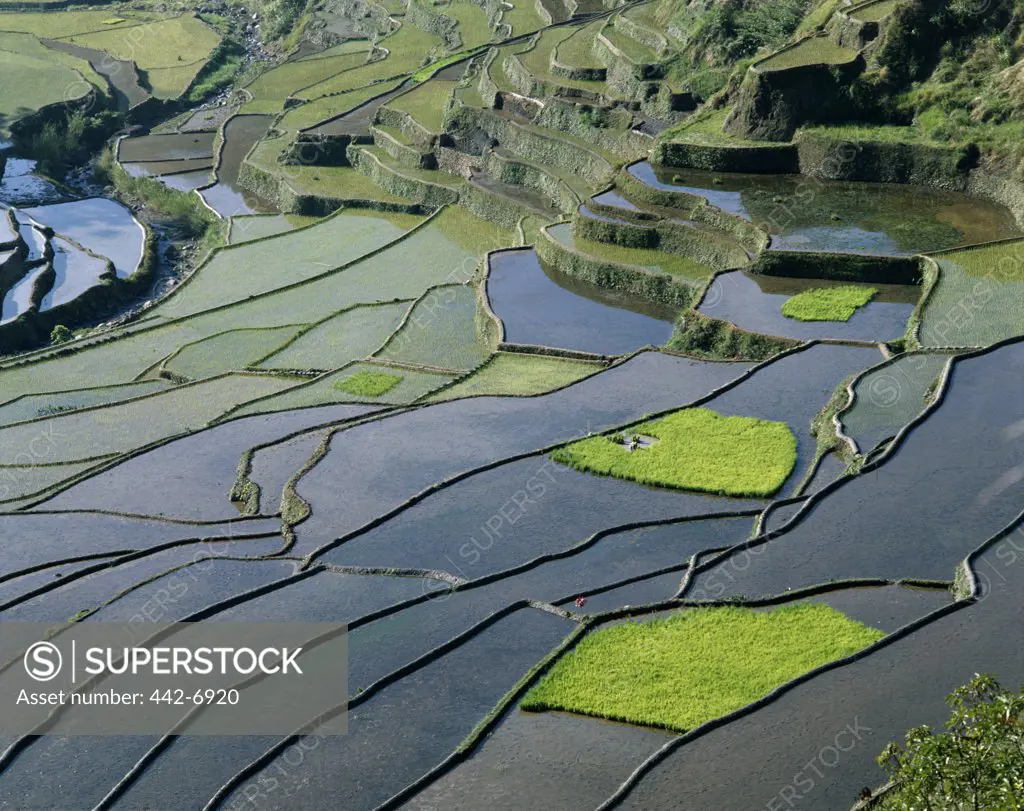 High angle view of terraced rice fields, Banaue, Quezon, Philippines