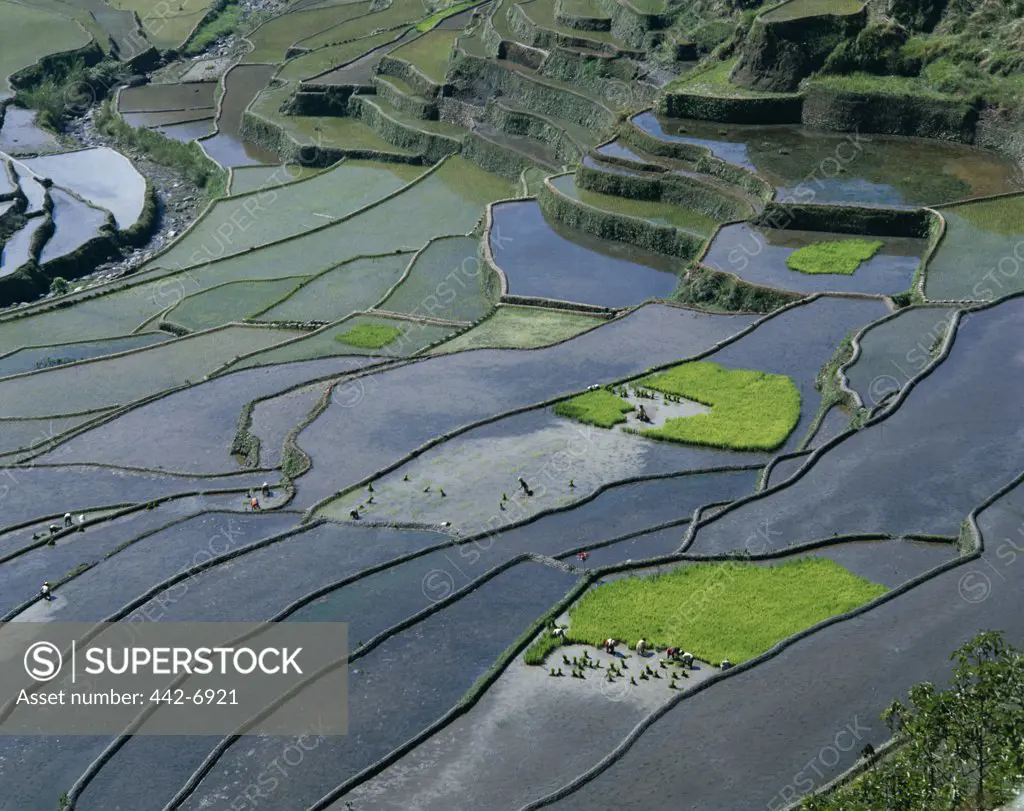 High angle view of terraced rice fields, Banaue, Quezon, Philippines