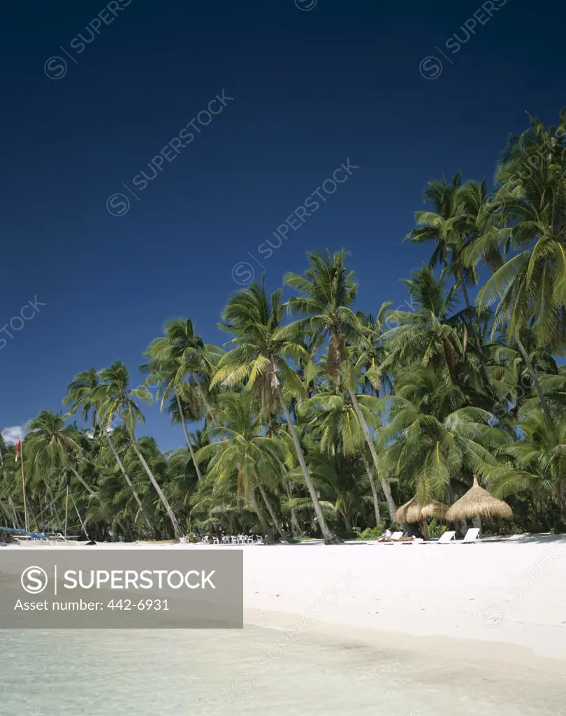 Palm trees on a beach, Boracay Beach, Boracay Island, Philippines