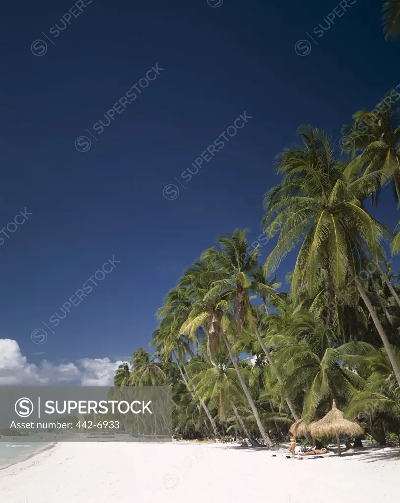 Palm trees on a beach, Boracay Beach, Boracay Island, Philippines