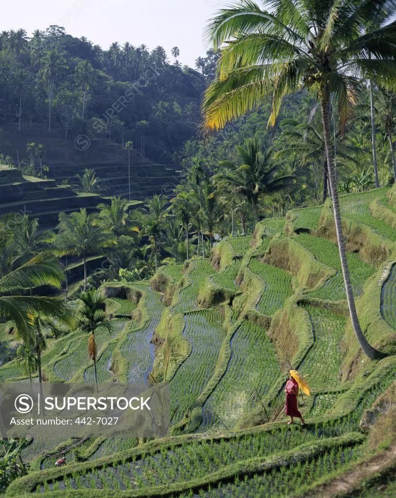 High angle view of people working on rice terraces, Ubud, Bali, Indonesia